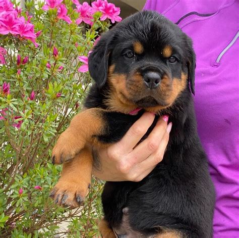 rottweiler pup for sale|rottweiler puppies for sale cheap.